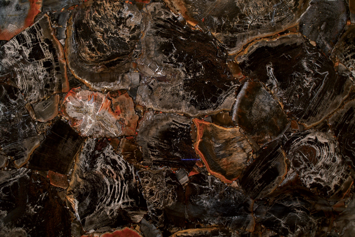 Black Petrified Wood