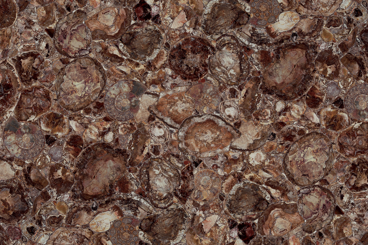 Brown Petrified Wood