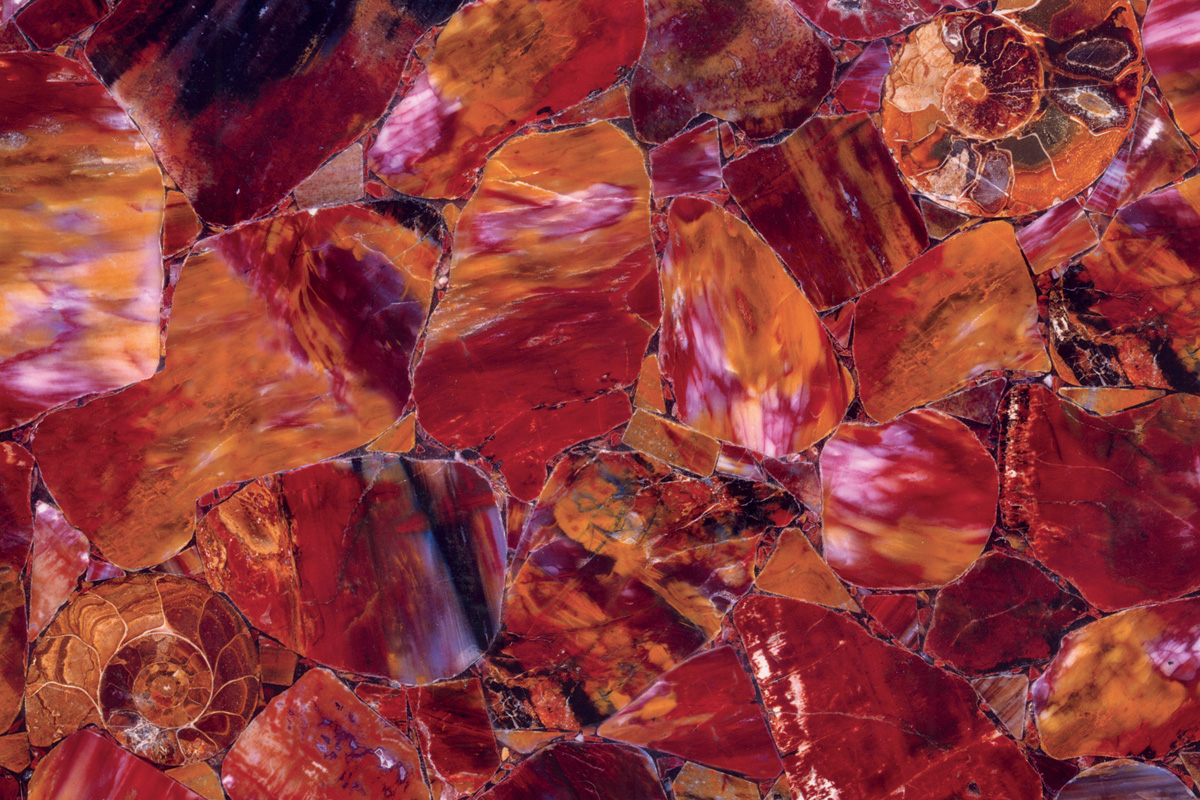 Multicolor Petrified Wood