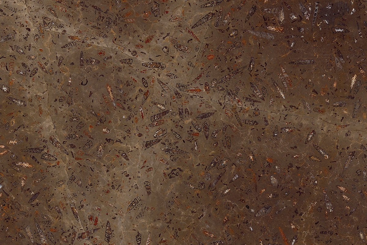 Jurassic Brown Extra